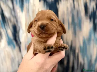 Cockapoo dogs F1 show line cockapoo puppies - Advert 15