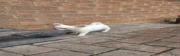Chihuahua dogs for sale: ⚜️Chihuahua girl - Advert 4