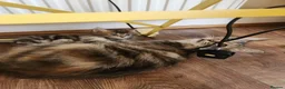 Maine Coon cats for sale: REDUCED due to buyer let down   Ginger girl  - Advert 20