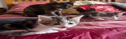 Mixed Breed cats for sale: Kittens in Manchester - Advert 2