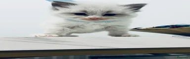 Ragdoll 2