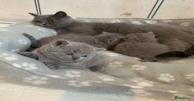 British Shorthair cats - Advert 2