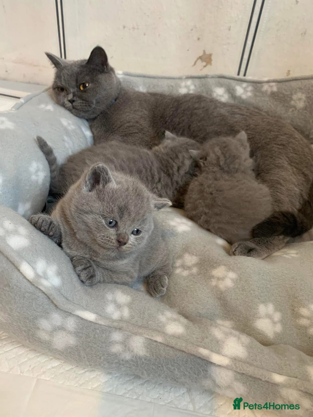 British Shorthair cats for sale: British Blue Shorthair  - Image 2