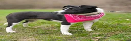 Mixed Breed dogs for adoption: ❤️🐶 RIABA – THE COMPANION EVERY FAMILY DREAMS OF in Burton-on-Trent - Advert 4