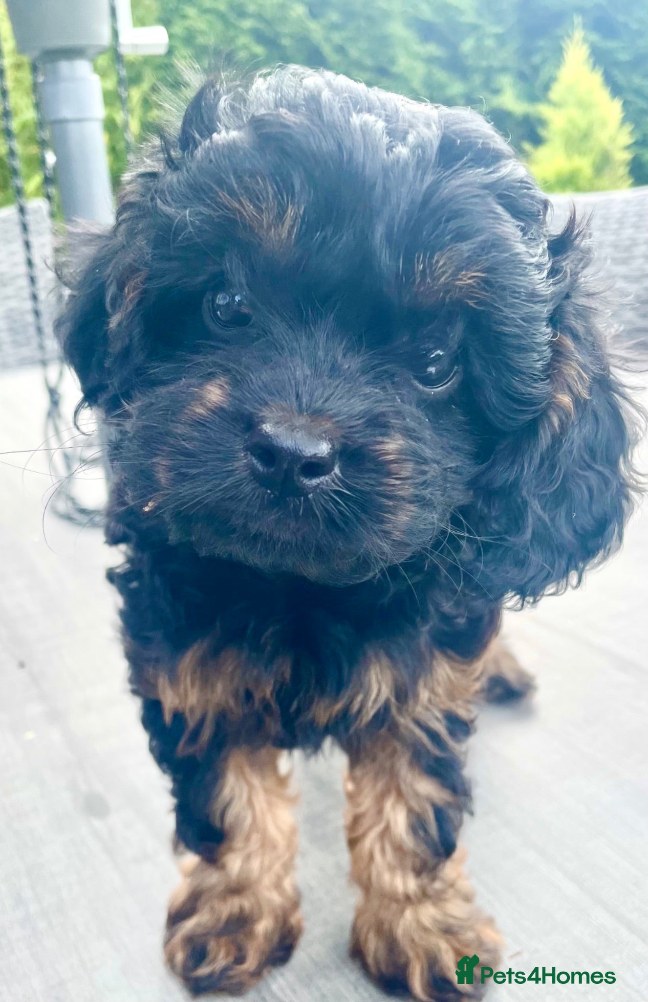 Cavapoo dogs F1 Cavapoo pups - Advert 12