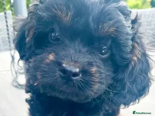 Cavapoo dogs F1 Cavapoo pups - Advert 12