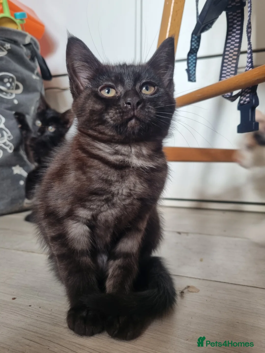 Maine Coon cats for sale: 3 adorable Maine coon girls  - Advert 12