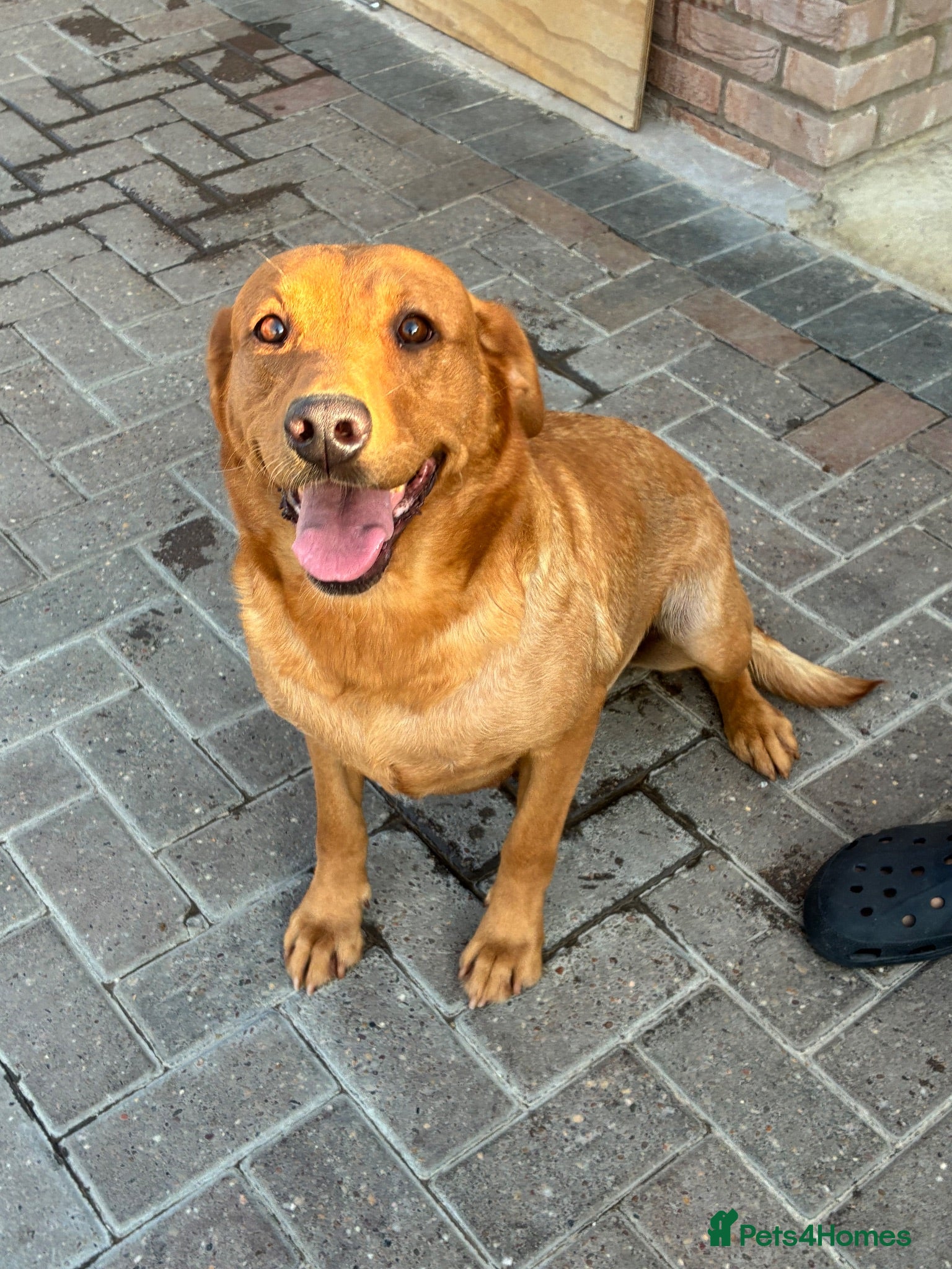 Labrador Retriever dogs Kc fox red Labrador 5 years old  - Advert 7