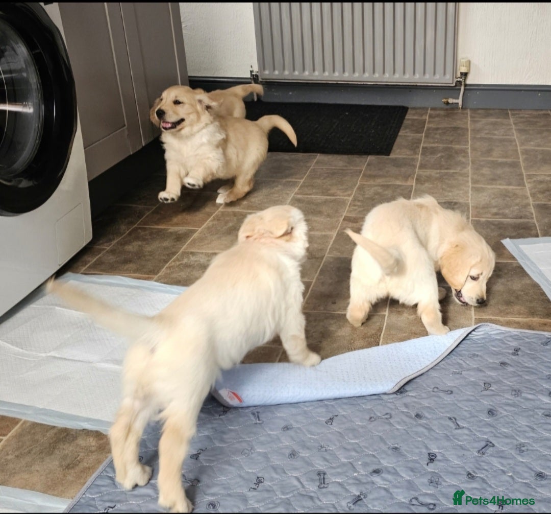 Golden Retriever dogs Last 2!Gorgeous KC full pedigree goldenretrievers  - Advert 17