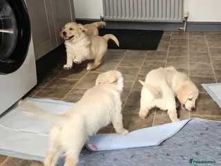 Golden Retriever dogs Last 2!Gorgeous KC full pedigree goldenretrievers - Advert 17