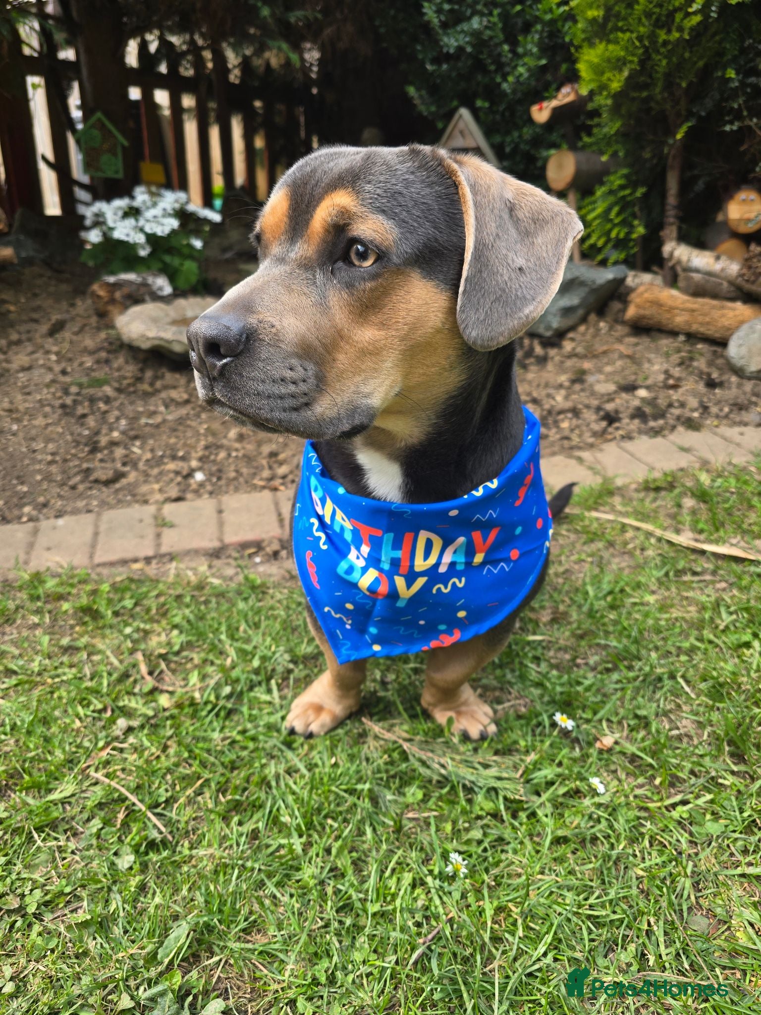 Mixed Breed dogs 16 month English bulldog x Dachshund Stanley  - Advert 1