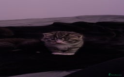 Domestic Shorthair cats for sale: 5 Tabby & Tuxedo kittens for sale - Image 16