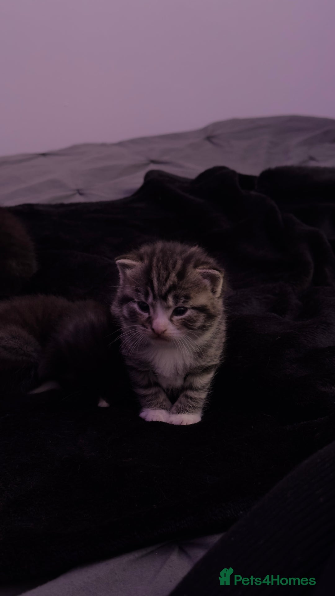 Domestic Shorthair cats for sale: 5 Tabby & Tuxedo kittens for sale - Image 16