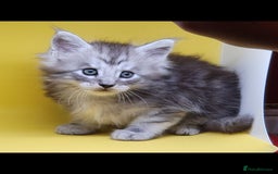 Maine Coon cats for sale: Ready Now Maine Coon kittens - Image 22