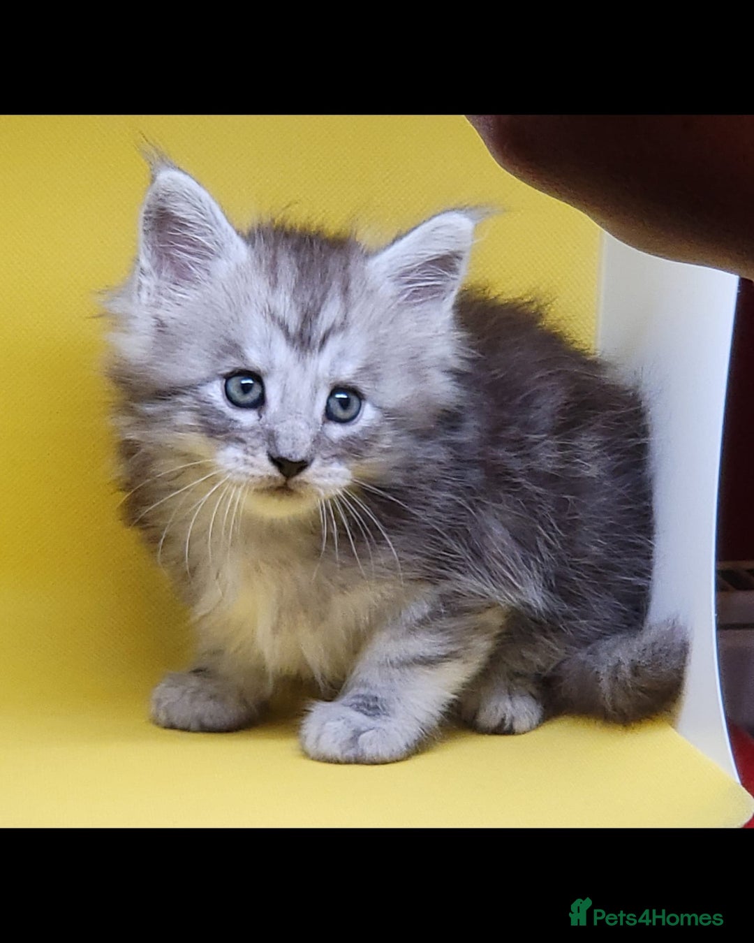 Maine Coon cats for sale: Ready Now Maine Coon kittens - Image 22