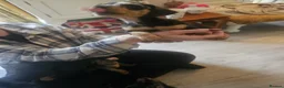 Jackshund dogs for sale: Jack russle x dachshund in Witney - Advert 3