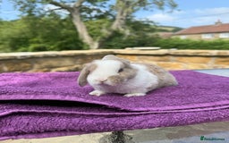 Mini Lop rabbits for sale: Fluffy clouds (Plush lops) looking for new homes! - Image 5