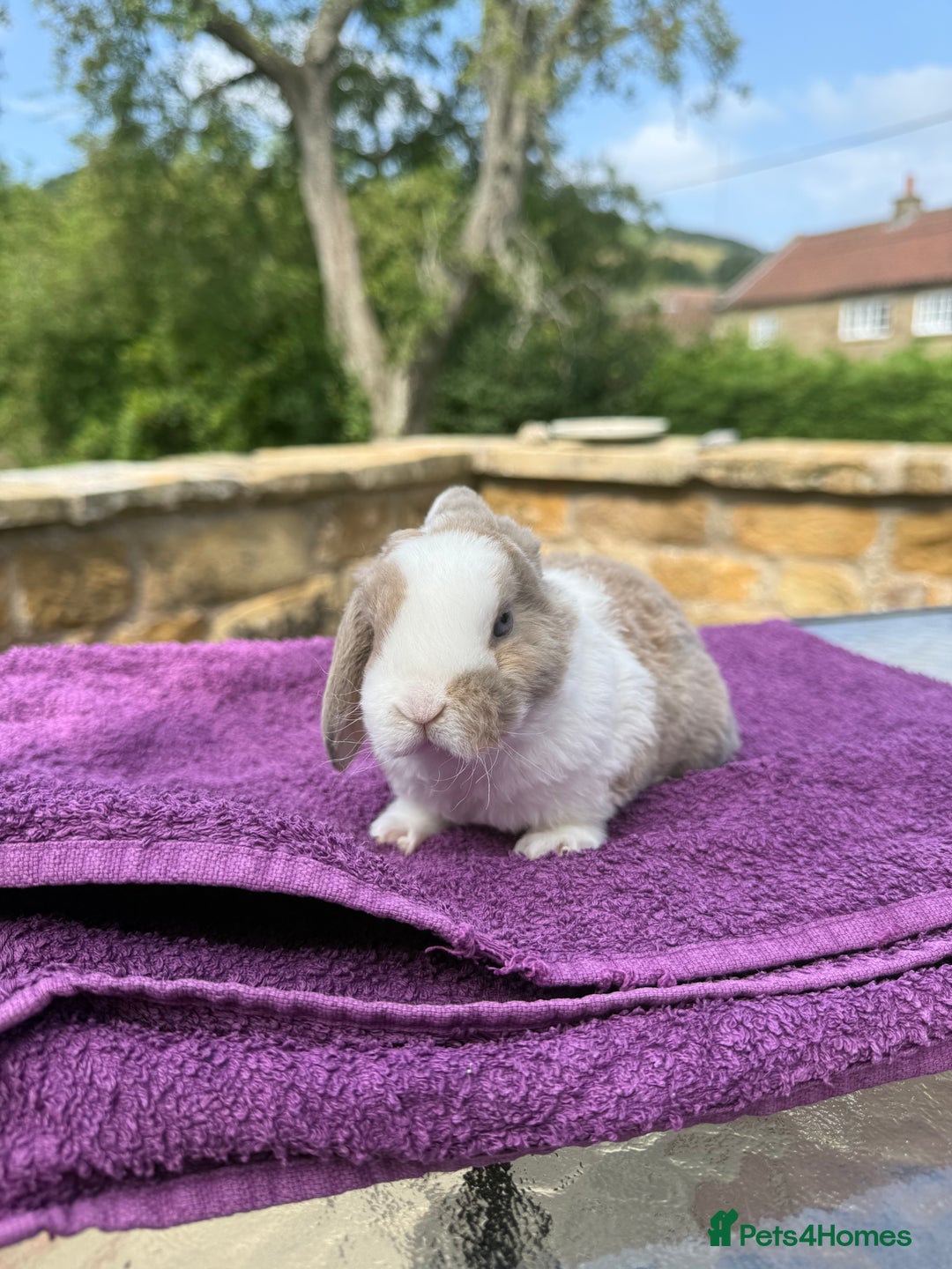 Mini Lop rabbits for sale: Fluffy clouds (Plush lops) looking for new homes! - Image 5