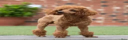 Cavapoo dogs for sale: DONNAJAYS 💫 exceptional F1 Toy Cavapoo babies  in Stafford - Advert 5