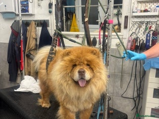 Chow Chow dogs CHUNKY FEMALE CHOW KARMA - Advert 1