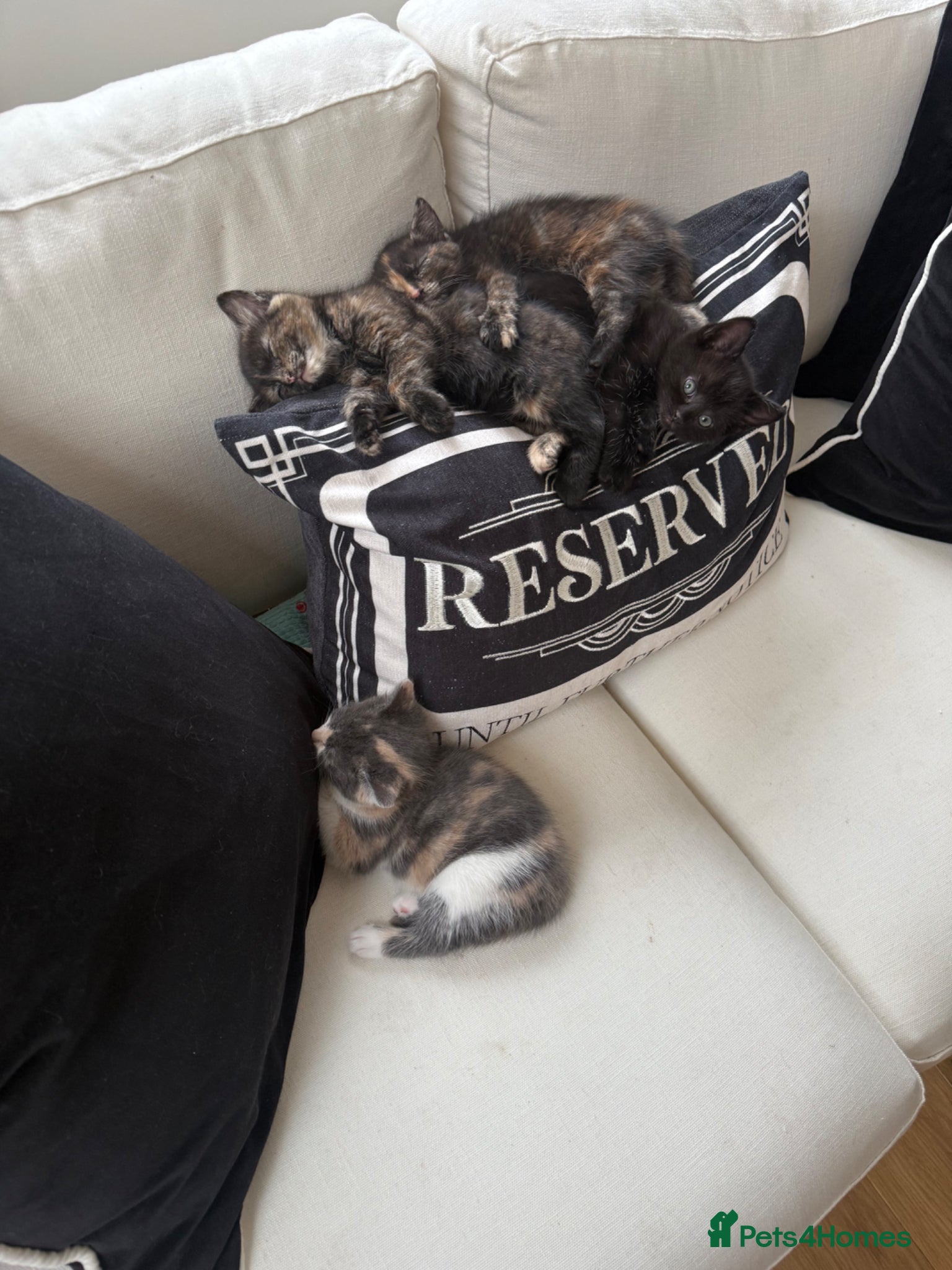 Mixed Breed cats 3 beautiful kittens for sale  - Advert 4