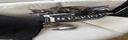 Mixed Breed cats for sale: 3 beautiful kittens for sale  - Advert 1