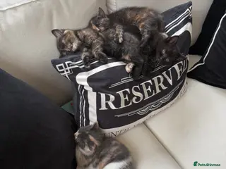 Mixed Breed cats 3 beautiful kittens for sale - ready to go! - Advert 11