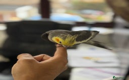 Parrots birds for sale: Semi Tame Lovely Cockatiel - Image 7