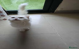 Mixed Breed cats for adoption: NOVA- TURKISH ANGORA GIRL ADORABLE SPAYED - Image 4