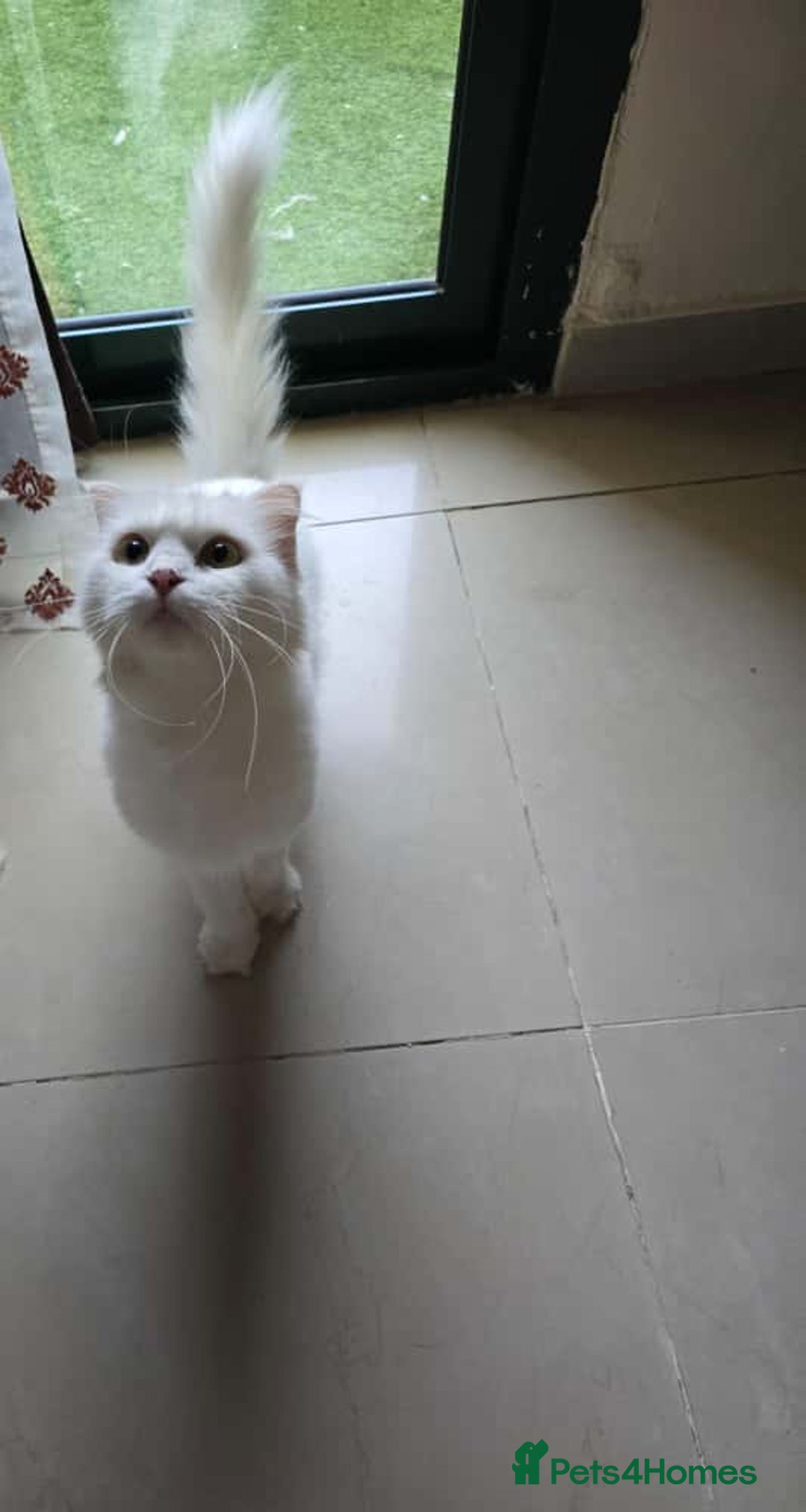 Mixed Breed cats for adoption: NOVA- TURKISH ANGORA GIRL ADORABLE SPAYED - Image 4