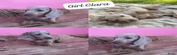Miniature Dachshund dogs for sale: Miniature Dashboard Puppy For Sale in Carlisle - Advert 3