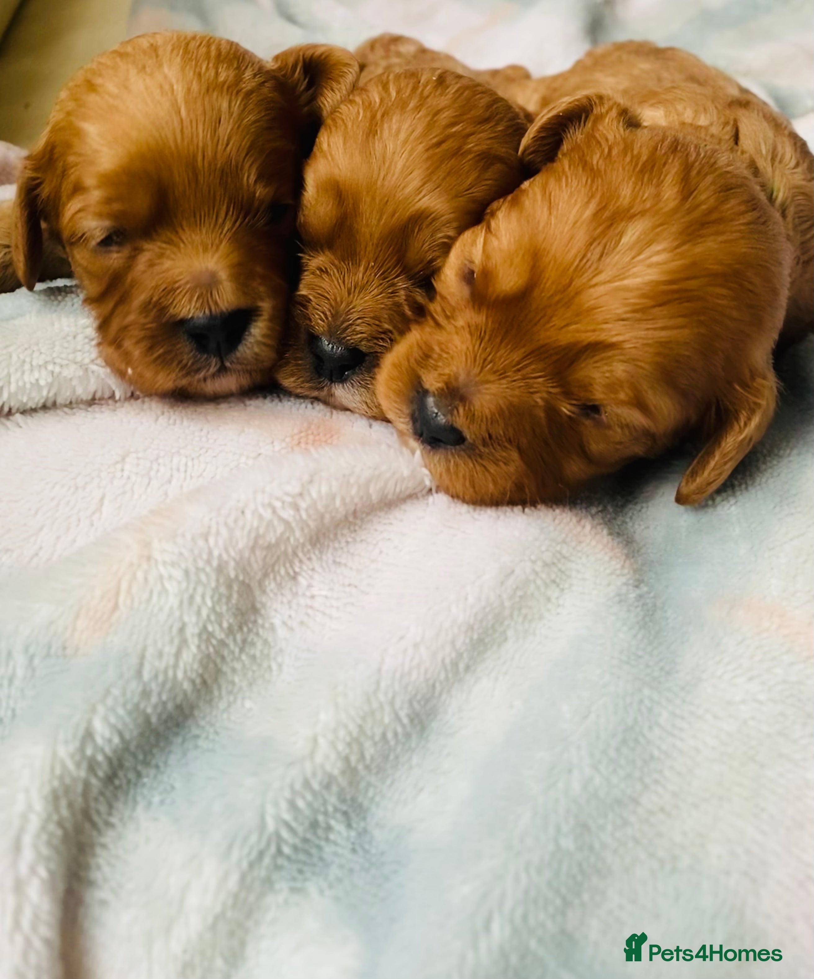 Cavapoo dogs Toy Cavapoo Health testing parent  - Advert 6