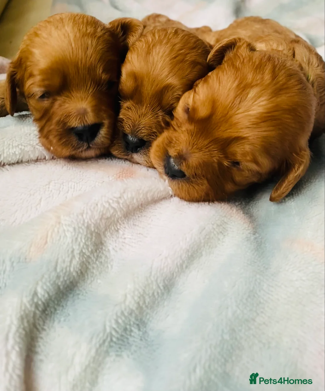 Cavapoo dogs for sale: Toy Cavapoo Health testing parent  - Advert 3
