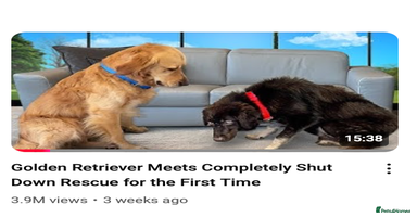 Mixed Breed dogs - Advert 7