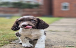 English Springer Spaniel dogs for sale: KC Reg. READY NOW. English Springer Spaniel 8 WKS - Image 13