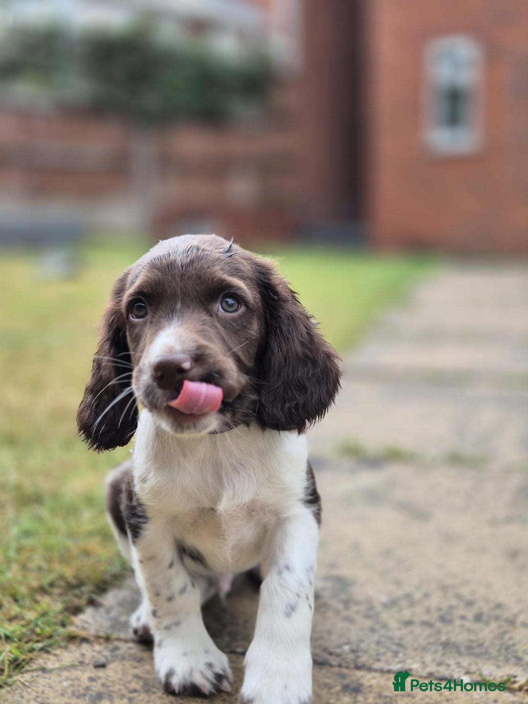 English Springer Spaniel dogs for sale: KC Reg. READY NOW. English Springer Spaniel 8 WKS - Image 13