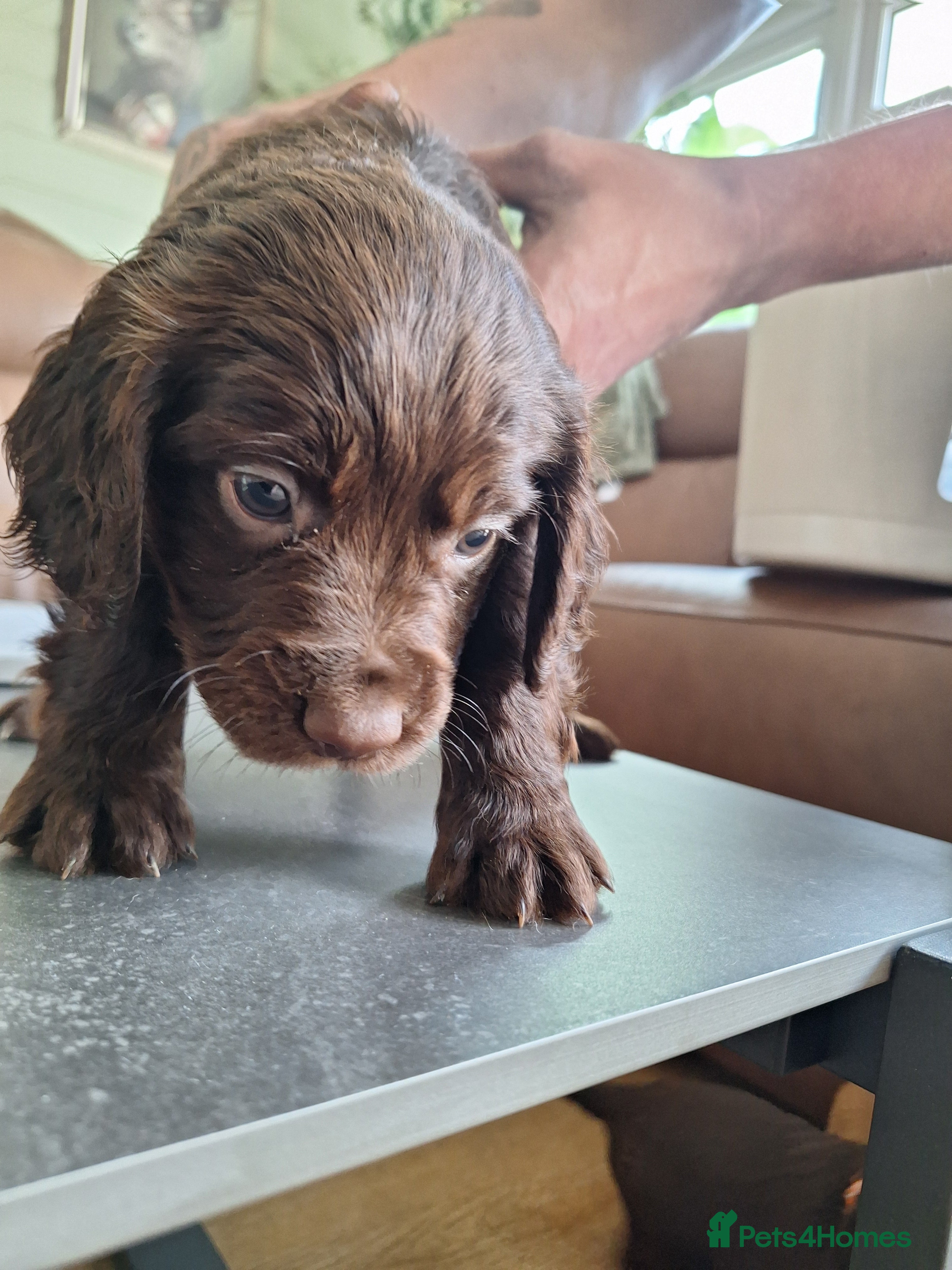 Cocker Spaniel dogs Cocker Spaniel puppies - Advert 2