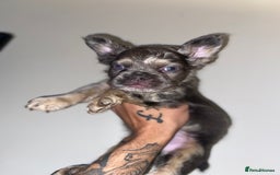 French Bulldog dogs for sale: High Quality Fluffy french bulldogs  - Image 5
