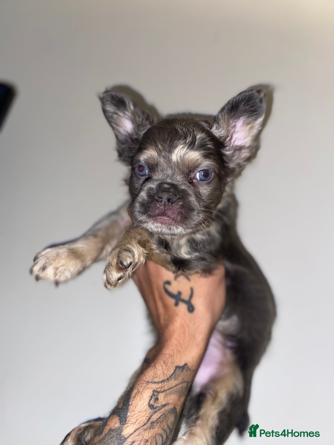 French Bulldog dogs for sale: High Quality Fluffy french bulldogs  - Image 5