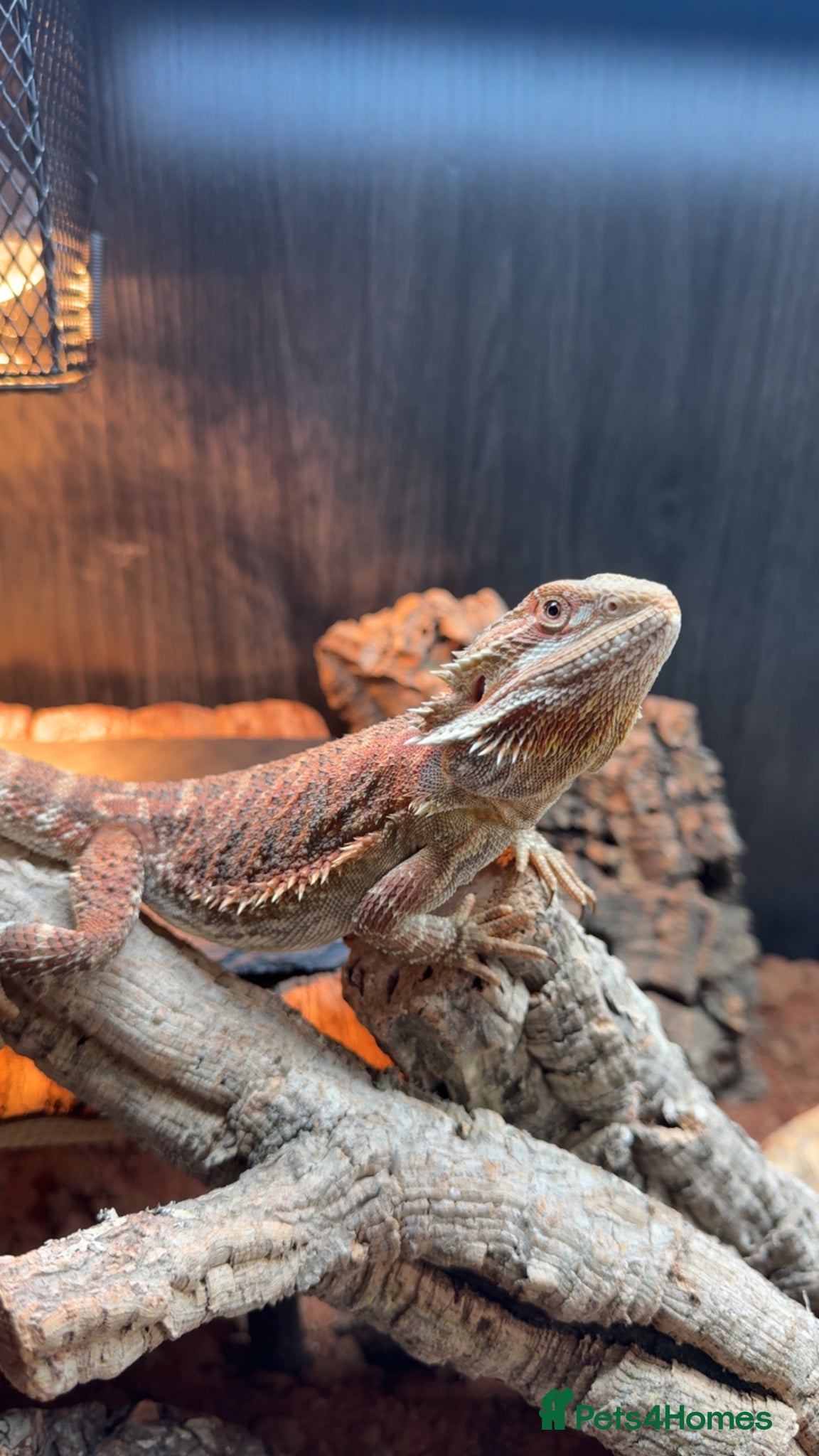 Bearded Dragon reptiles Bearded dragon and full viv setup  - Advert 1