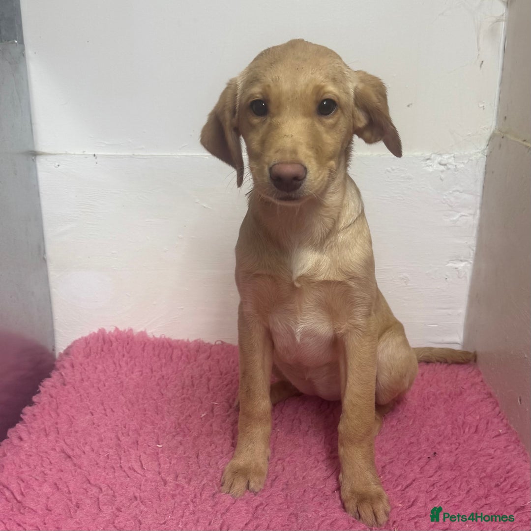 Labrador Retriever dogs for sale: 🧡 Pale Fox Red Yellow Labrador Puppies 💛 - Advert 13