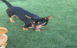 Mixed Breed dogs for adoption: Pretty Rosie is looking for love - Image 9