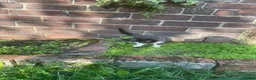 Mixed Breed cats for sale: beautiful kittens - Advert 11