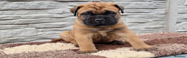 Bullmastiff Puppy 4