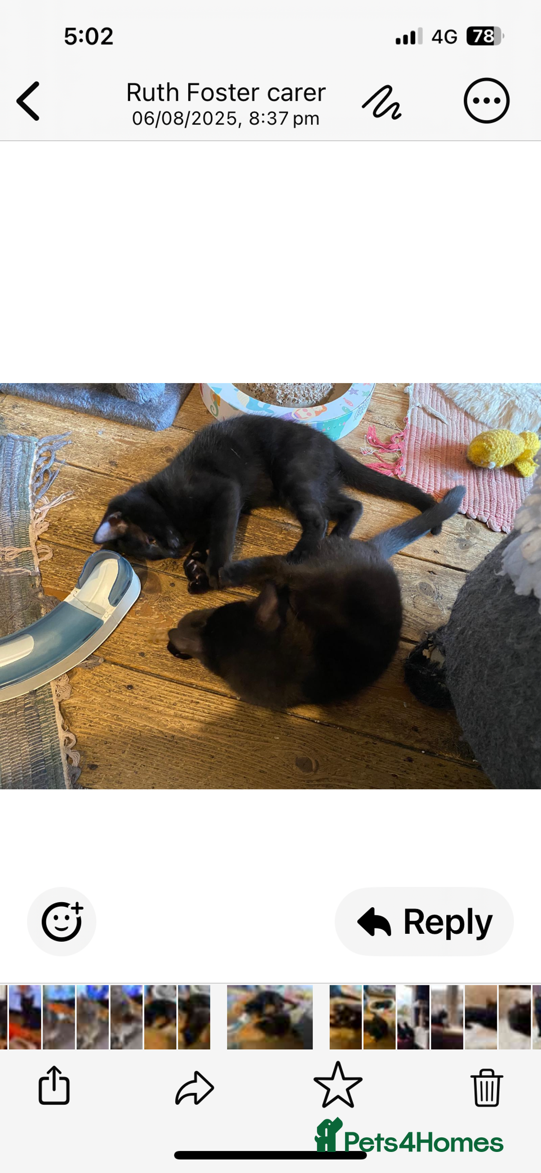 Mixed Breed cats for sale: Playful kittens - Image 6