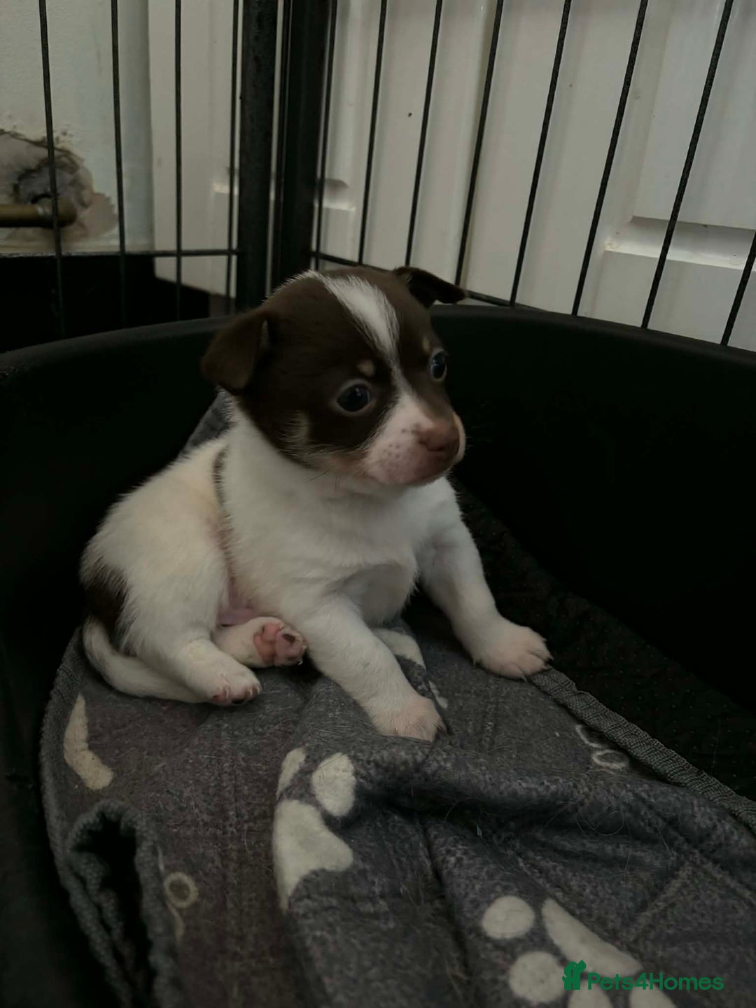 Pomchi dogs for sale: Male pomchi puppy  - Advert 6
