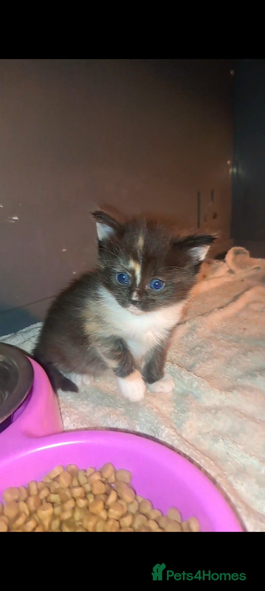 Ragdoll cats Rainbow litter ragdoll cross Turkish angora - Advert 14