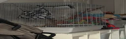 Mixed Breed reptiles for sale: Unrelated breeding pair sugar gliders  - Advert 1