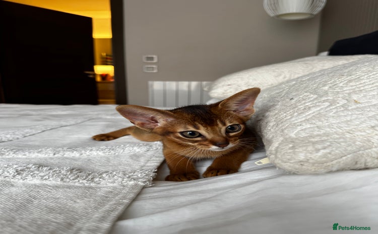 Abyssinian cats - Advert 2