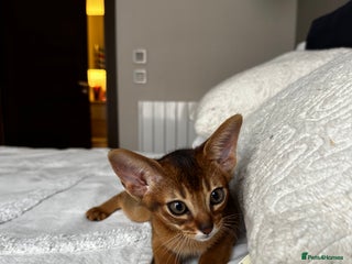 Abyssinian cats - Advert 7